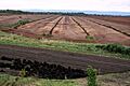 Industrial peat harvesting in a section of the Bog of Allen in County Offaly, IE