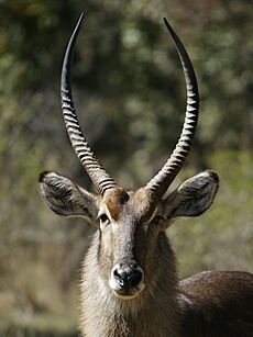 Kobus ellipsyprimus, male portrait (Livingstone, Zambia)