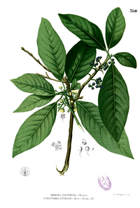 Lauraceae sp Blanco2.360.png