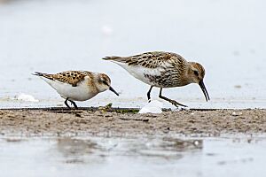 Little stint Calidris minuta and dunlin Calidris alpina