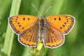 Lycaena dispar female Obersulm 20070718 5