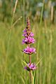 Lythrum salicaria - harilik kukesaba