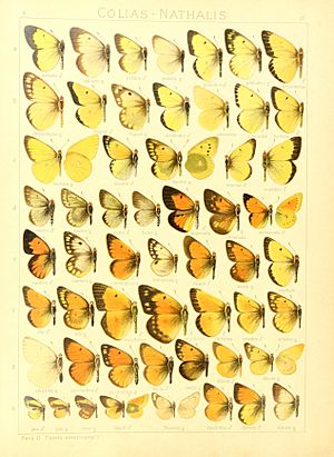 Macrolepidoptera15seit 0063.jpg