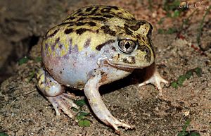Mallee Spadefoot Toad (Neobatrachus pictus) (8745696827).jpg