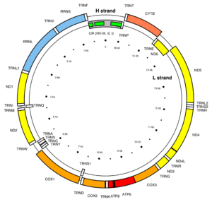 Map of the human mitochondrial genome