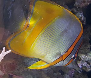 Margined coralfish (Chelmon marginalis)