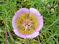 Mariposa Lily in Frankin Canyon
