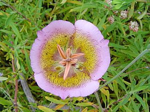 Mariposa Lily in Frankin Canyon