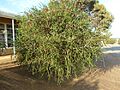 Melaleuca coccinea (habit)
