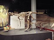 Mesa-Arizona Museum of Natural History-Probactrasaurus