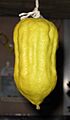 MoroccoEtrog