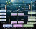 Multidisciplinary observations in the water column needed to understand the biological pump