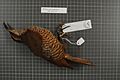 Naturalis Biodiversity Center - RMNH.AVES.156870 2 - Ptiloris paradiseus Swainson, 1825 - Paradisaeidae - bird skin specimen