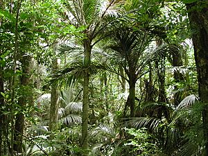 Nikau Reserve, Paraparaumu