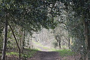 Northmoor Hill Wood 10