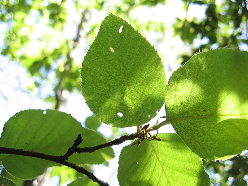 Nothofagus alessandri