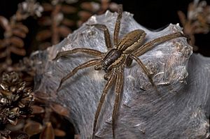 Nursery web spider 1.jpg