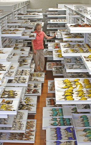 Ornithological collection at the Museum of Comparative Zoology - journal.pbio.1001466.g002