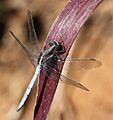 Orthetrum caffrum TWO-STRIPED SKIMMER