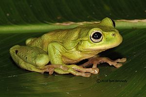 POE 3445 -Plectrohyla exquisita (1)-1