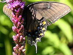 Papilio glaucus-female dark form ventral