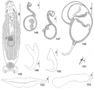 Parasite150040-fig19 Pseudorhabdosynochus bunkleywilliamsae Kritsky, Bakenhaster & Adams, 2015 - FIGS 145-153.tif