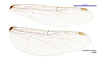 Parasynthemis regina female wings (34672464320)