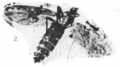 Penthetria (?) fryi holotype Rice 1959 pl1 fig2