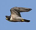 Peregrine Falcon, submelanogenys subspecies, Herdsman Lake near Perth, Western Austraila