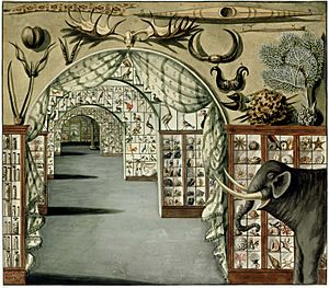Perspective interior view of Sir Ashton Lever's Museum in Leicester Square, London March 30 1785. Watercolour by Sarah Stone