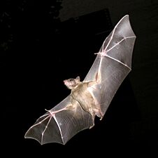 PikiWiki Israel 11327 Wildlife and Plants of Israel-Bat-003