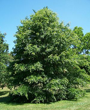 Pin oak quercus palustris.jpg