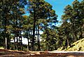 Pinus hartwegii forest