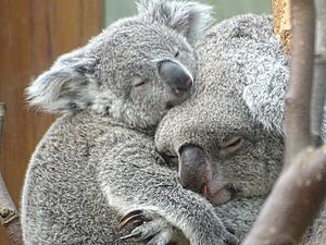 Planckendael zoo Koala 07