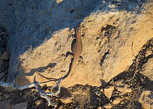 Podarcis erhardii on Santorini.jpg