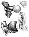 Polacanthus bones