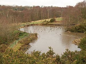 Pond, Ringdown Common (geograph 1676602).jpg