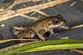 Príncipe puddle frog (Phrynobatrachus dispar)