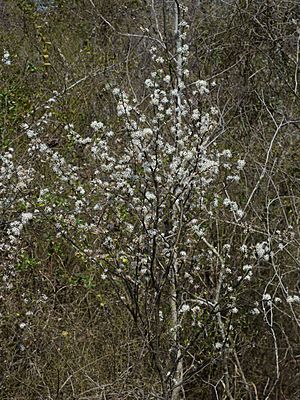 Prunus angustifolia Arkansas.jpg