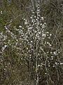 Prunus angustifolia Arkansas