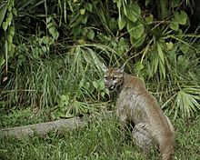 Puma concolor coryi