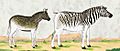 Quagga colt and adult Burchell's zebra