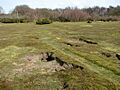 Rabbit burrows in the Ling - geograph.org.uk - 1770327