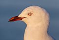 Red-billed gull portrait, New Brighton, New Zealand 03