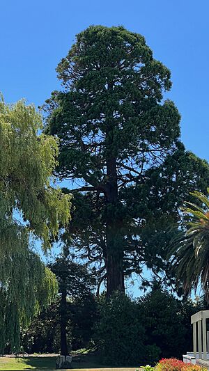 Redwood Tree at Prestons Road from Main North Road