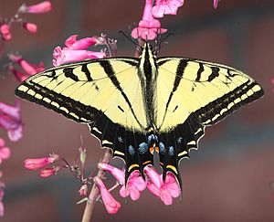 SWALLOWTAIL, TWO-TAILED (Papilio multicaudata) (3-21-12) 78 circulo montana, patagonia lake ranch estates, scc, az (1) (9423416184)