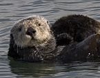 Sea otter cropped