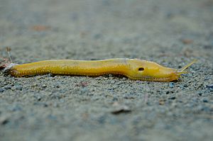 Slender banana slug (Ariolimax dolichophallus) and Dandelion Seed