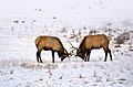 Photograph of two bull elk sparring