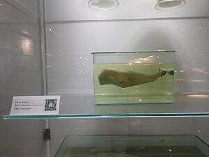 Specimen of a fetal Yangtze Finless Porpoise, Museum of Hydrobiological Sciences, Wuhan Institute of Hydrobiology